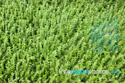 Small Green Leafs Background Stock Photo