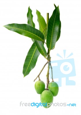 Small Green Mango Isolated On A White Background Stock Photo