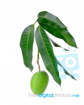 Small Green Mango Isolated On A White Background Stock Photo