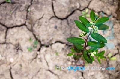 Small Green Plant Growing In Dry Soil Stock Photo