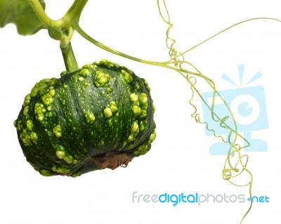 Small Green Pumpkin Stock Photo