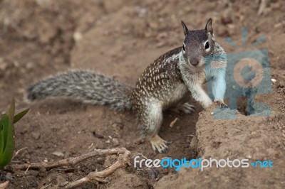 Small Ground Squirrel Stock Photo