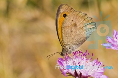 Small Heath (coenonympha Pamphilus) Stock Photo