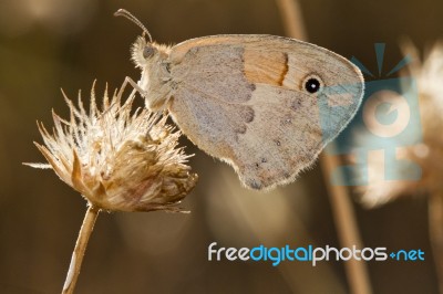 Small Heath (coenonympha Pamphilus) Stock Photo