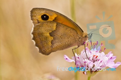 Small Heath (coenonympha Pamphilus) Stock Photo