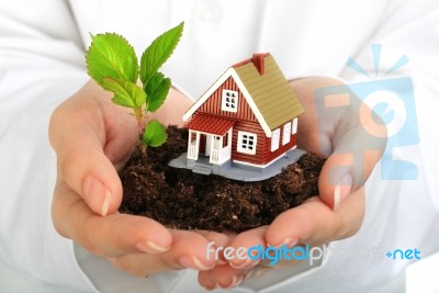 Small House And Plant In Hands Stock Photo