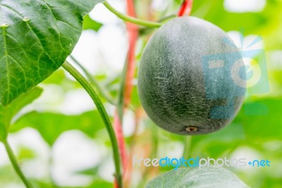 Small Japan Melon (honeydew Melon) In Farm Stock Photo