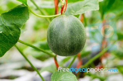 Small Japan Melon (honeydew Melon) In Farm Stock Photo