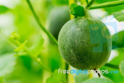 Small Japan Melon (honeydew Melon) In Farm Stock Photo