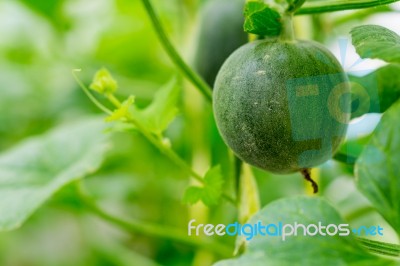 Small Japan Melon (honeydew Melon) In Farm Stock Photo