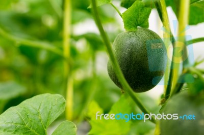 Small Japan Melon (honeydew Melon) In Farm Stock Photo