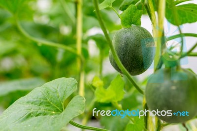 Small Japan Melon (honeydew Melon) In Farm Stock Photo