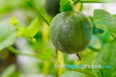 Small Japan Melon (honeydew Melon) In Farm Stock Photo