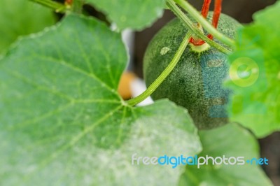 Small Japan Melon (honeydew Melon) In Farm Stock Photo