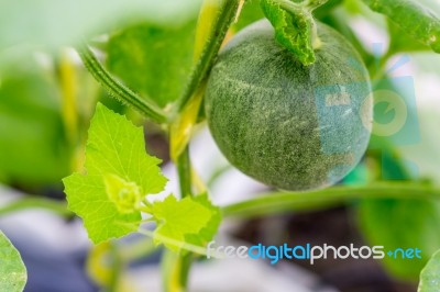 Small Japan Melon (honeydew Melon) In Farm Stock Photo