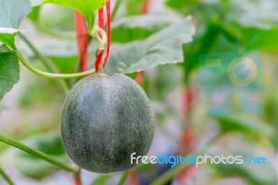 Small Japan Melon (honeydew Melon) In Farm Stock Photo