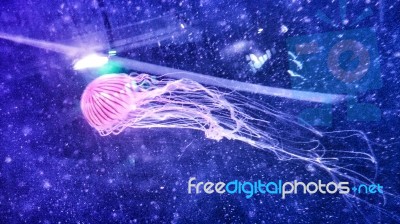 Small Jellyfish Stock Photo