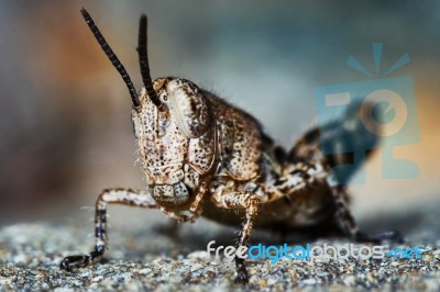 Small Locust Larvae Stock Photo