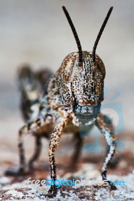 Small Locust Larvae Stock Photo