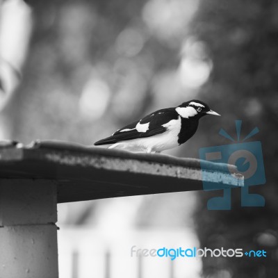 Small Magpie Lark Outside In The Afternoon Stock Photo