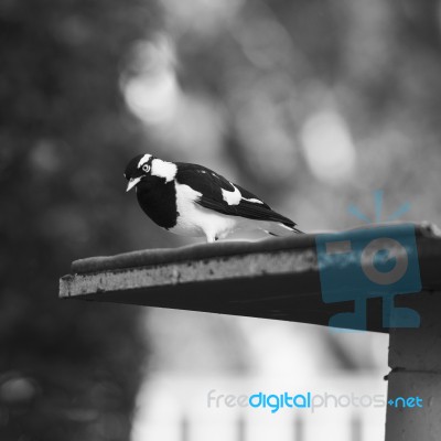 Small Magpie Lark Outside In The Afternoon Stock Photo