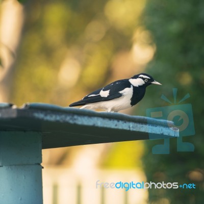 Small Magpie Lark Outside In The Afternoon Stock Photo