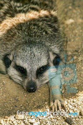 Small Meerkat Or Suricate (suricata Suricatta) On The Dirt Stock Photo