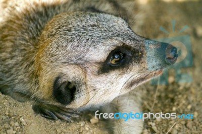 Small Meerkat Or Suricate (suricata Suricatta) On The Dirt Stock Photo