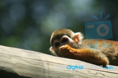 Small Monkey Stock Photo