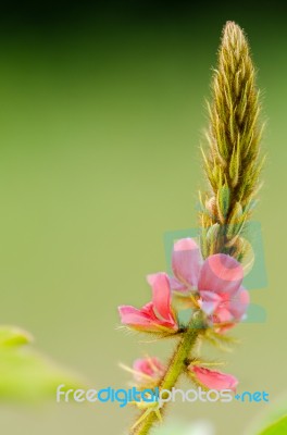 Small Panicle Of Pink Flower In Meadow Stock Photo