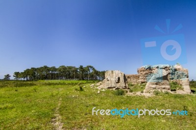 Small Patch Of Trees Stock Photo