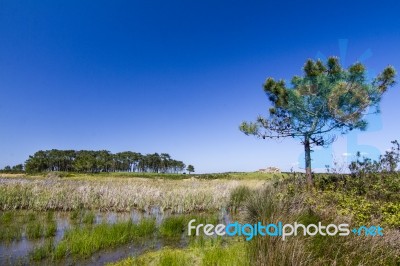 Small Patch Of Trees And Pond Stock Photo