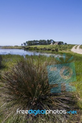 Small Patch Of Trees And Pond Stock Photo