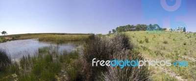 Small Patch Of Trees And Pond Stock Photo