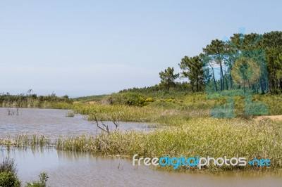 Small Patch Of Trees And Pond Stock Photo