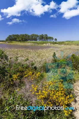 Small Patch Of Trees And Pond Stock Photo