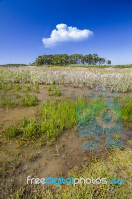 Small Patch Of Trees And Pond Stock Photo