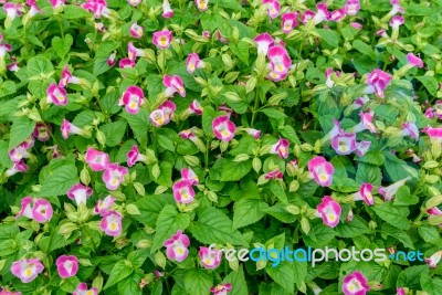 Small Pink Flowers With Green Leaves For Background Stock Photo