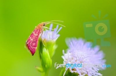 Small Pink Moth On Flower Of Grass Stock Photo