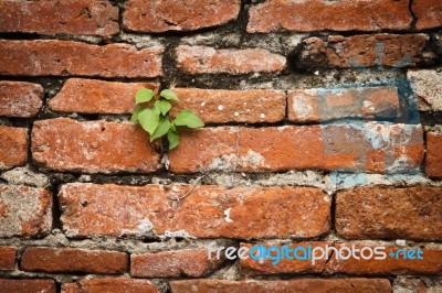 Small Plant And Old Wall Stock Photo