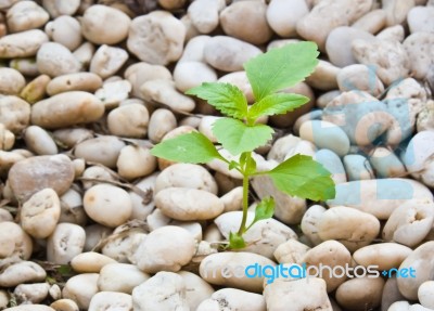 Small Plant Grow Up On  Gravel Stock Photo