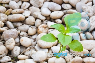 Small Plant Grow Up On  Gravel Stock Photo