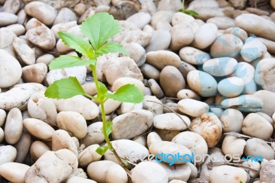 Small Plant Grow Up On  Gravel Stock Photo