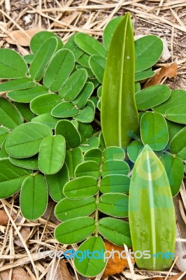 Small Plant Grown From Earth In The Forest Stock Photo