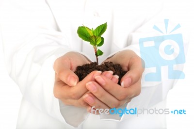 Small Plant In Hands Stock Photo