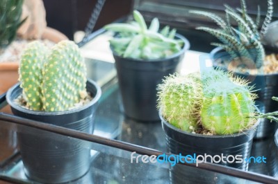 Small Plant Pot Displayed Beside The Window Stock Photo