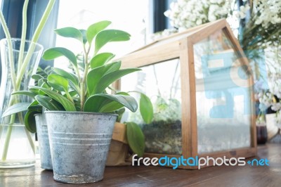 Small Plant Pot Displayed Beside The Window Stock Photo