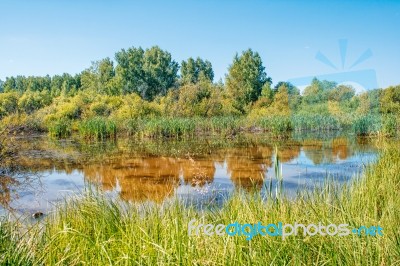 Small Pond In The Woods Stock Photo