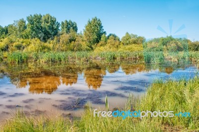 Small Pond In The Woods Stock Photo