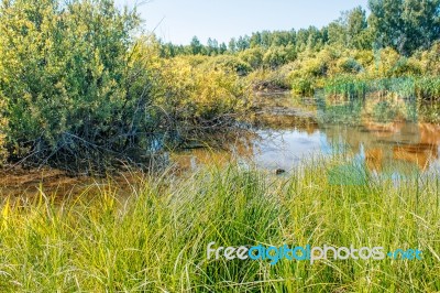 Small Pond In The Woods Stock Photo